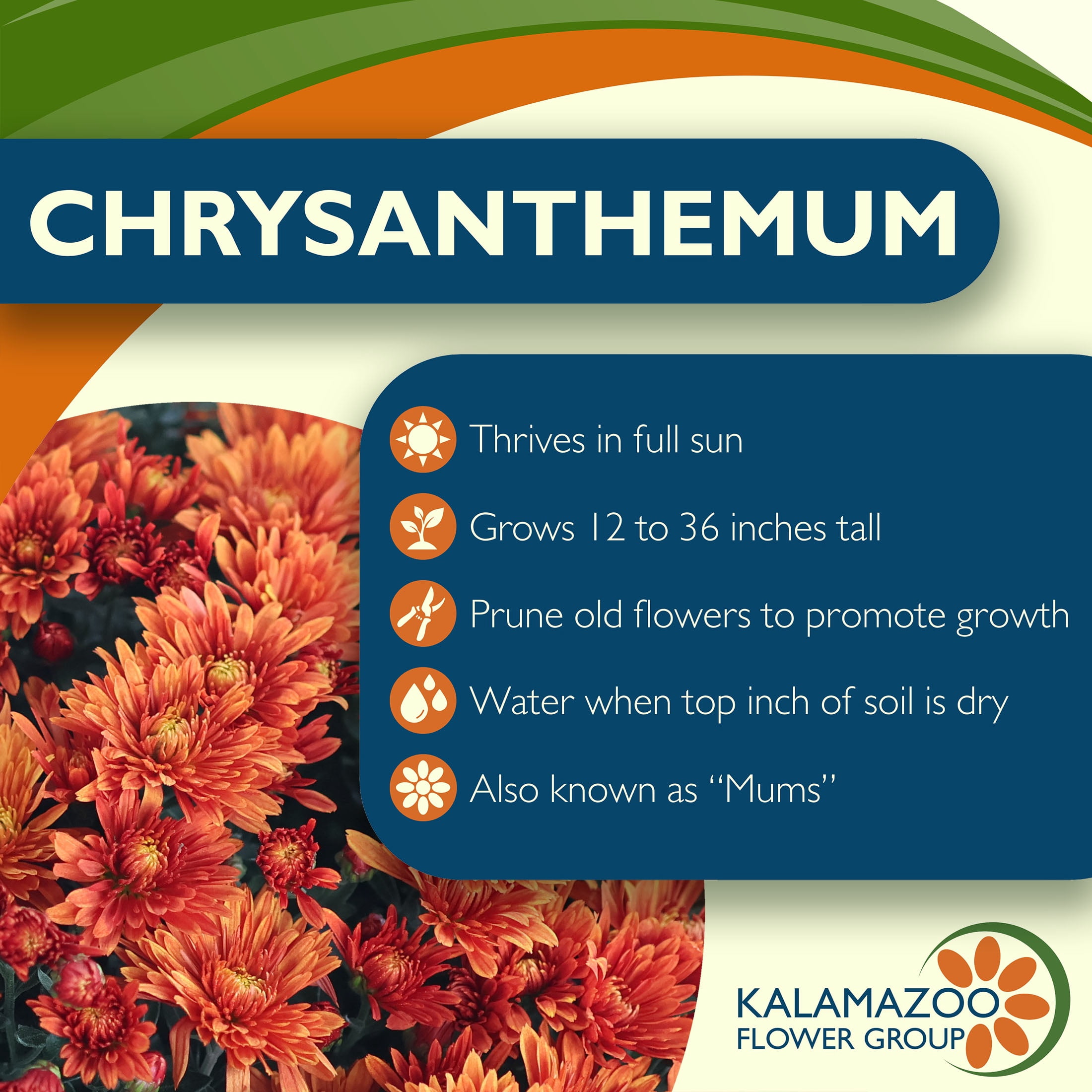 Expert Gardener 12" Orange Mum Live Plants in 6" Grower Pot Full Sun