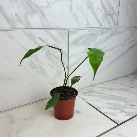 Philodendron Joepii, 4" Plant, The Plant Farm