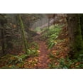 thumbnail image 2 of Oldford, Tim 32x23 White Modern Wood Framed Museum Art Print Titled - Forest Stroll, 2 of 4
