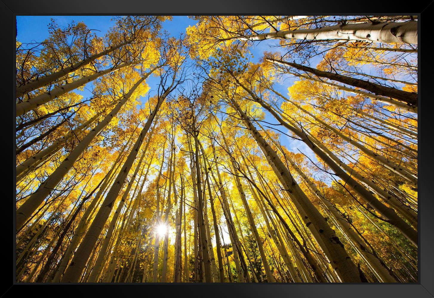Trees Changing Colors in the Fall Aspen Colorado Photo Photograph White ...