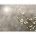 thumbnail image 2 of Great Art Now Floral Dreams by Lori Deiter, Framed Wall Art, 22.25W x 18.25H, 2 of 2