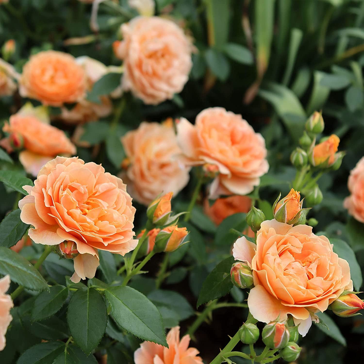 Proven Winners ColorChoice At Last Rose Live Shrub (2 Gallon