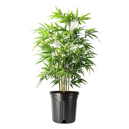 Bamboo Green Hedge | 1 Extra Large 3 Gallon Plant | Bambusa multiplex | Upright Clumping Bamboo | Fast Growing Privacy Hedge Windbreak Gardens Borders Beds Walkways Decorative Accent Outdoor Zone