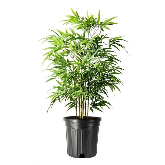 Bamboo Green Hedge | 1 Extra Large 3 Gallon Plant | Bambusa multiplex | Upright Clumping Bamboo | Fast Growing Privacy Hedge Windbreak Gardens Borders Beds Walkways Decorative Accent Outdoor Zone