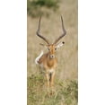 thumbnail image 2 of Morris, Arthur 9x14 Gold Ornate Wood Framed with Double Matting Museum Art Print Titled - Kenya, Masai Mara Impala wagging tail, 2 of 4
