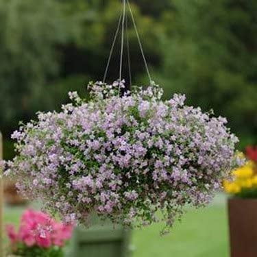 Outsidepride Bacopa Seeds - Blutopia - 20 Seeds