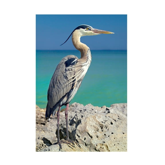 Trademark Fine Art 'Blue Heron' Canvas Art by Mike Jones Photo