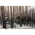 thumbnail image 2 of Stephen Lyman "A Walk in the Woods" FRAMED Art Nature Wildlife Moose Generic, 2 of 5