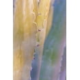thumbnail image 2 of Mahan, Kathy 13x18 White Modern Wood Framed Museum Art Print Titled - Agave II, 2 of 4