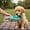 Blue, variant on Pet Water Bottle, Spill Proof Portable Hydration Cup for Dog and Kitty, Outdoor Hiking Travel Water Feeder for Pets