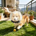 thumbnail image 4 of Breathable Pet Mesh Tulle Hood Anti‑scavenging Anti‑licking Pet Head Cover with Print Reusable Protective Guard for Dogs Cats for Walking Training Recovery, 4 of 4