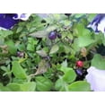 thumbnail image 2 of 20 FILIUS BLUE PEPPER Capiscum Annuum Christmas Pepper Vegetable Seeds, 2 of 5