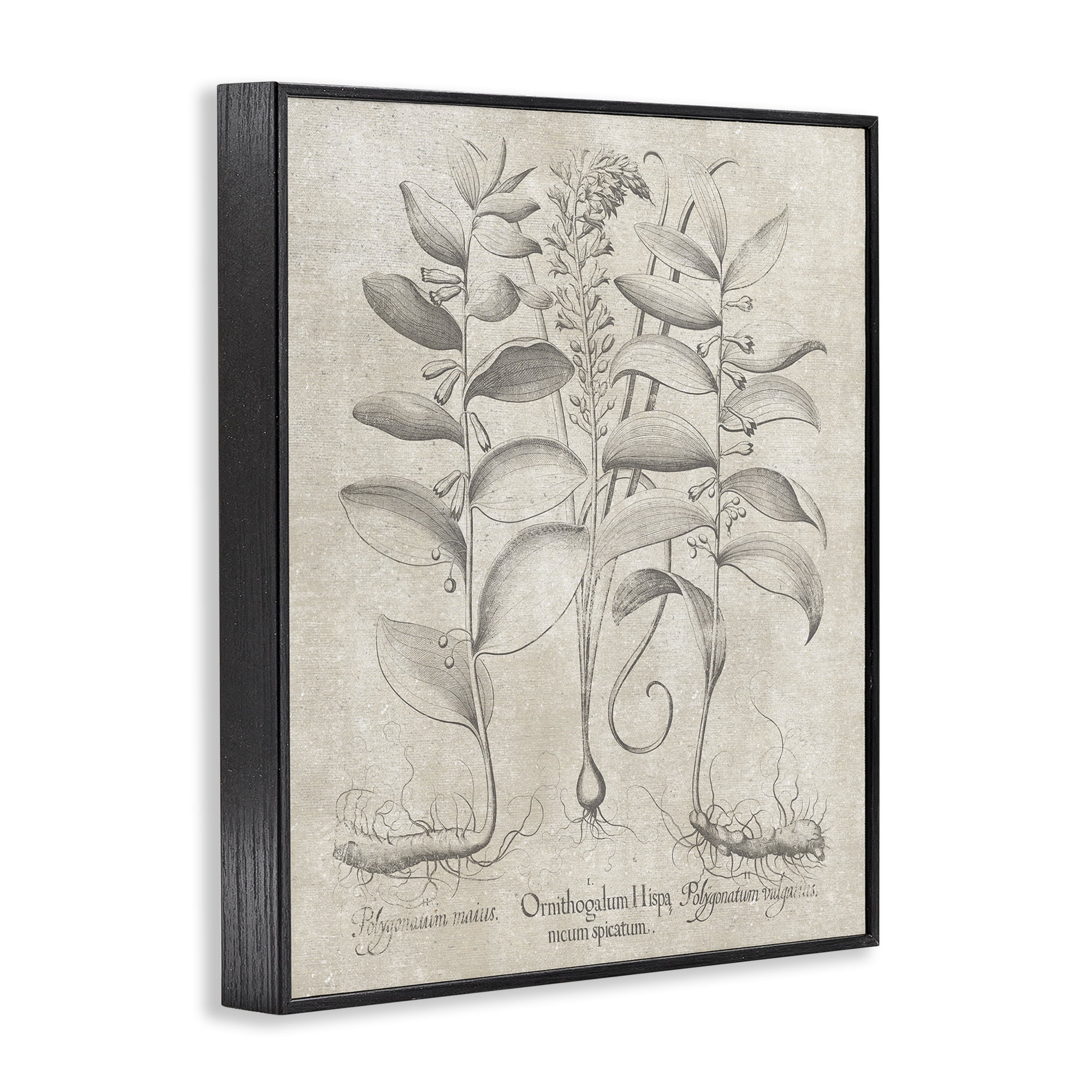 Stupell Industries Vintage Botanical Herb Botanical & Floral Painting Black Framed Art Print Wall Art, 24 x 30
