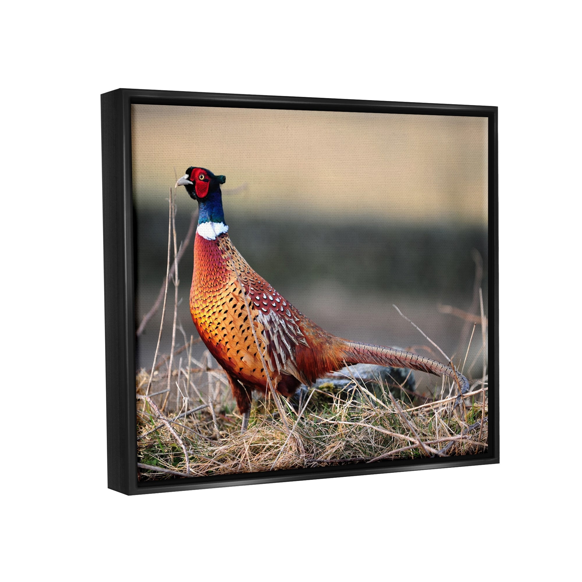 Stupell Industries Lone Pheasant Bird Grassy Forest Floor Wildlife Photograph Jet Black Floating Framed Canvas Print Wall Art, Design by James Dobson