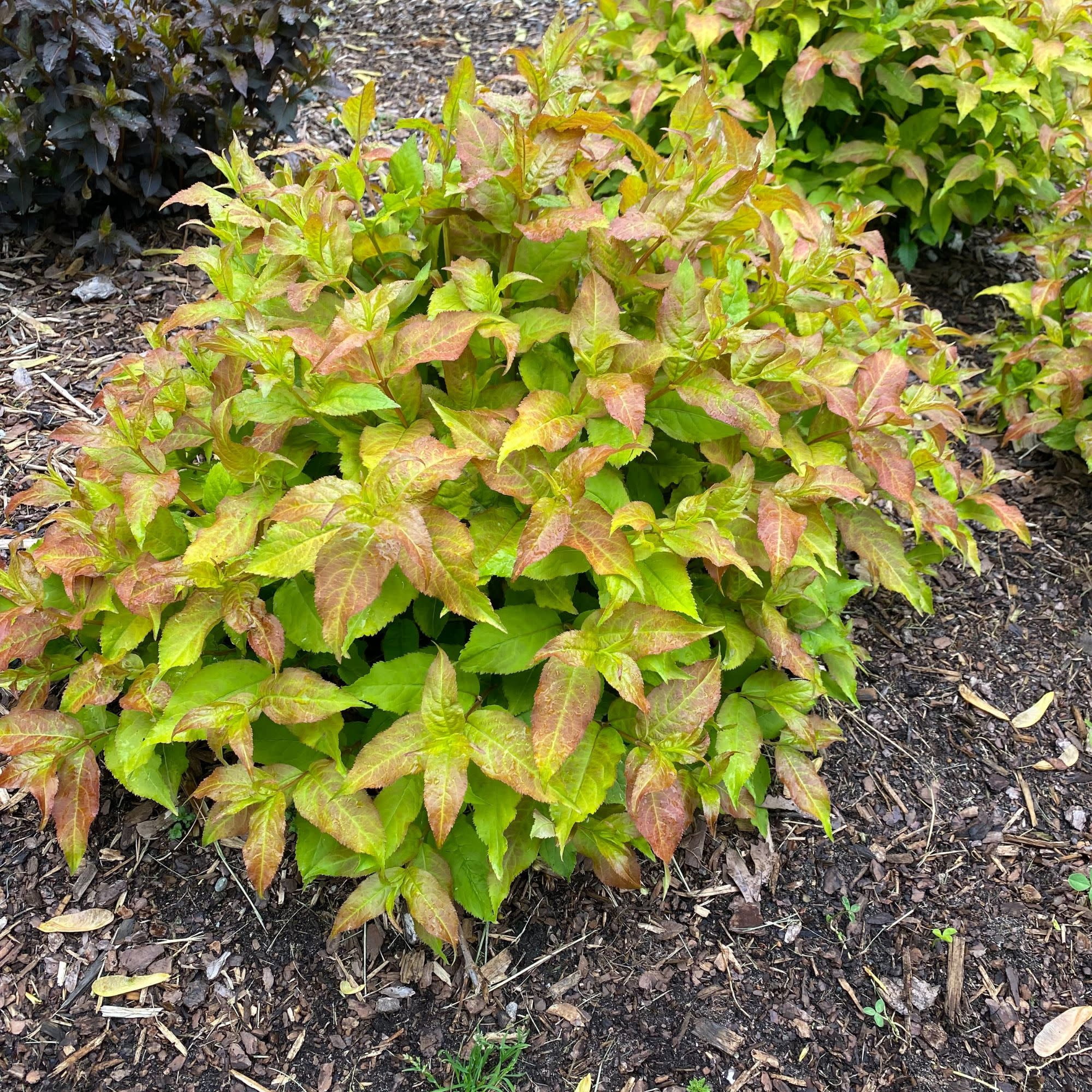 Proven Winners ColorChoice 5" Orange Kodiak Fresh Diervilla Live Plant in 4.5" Pot (4 Count)