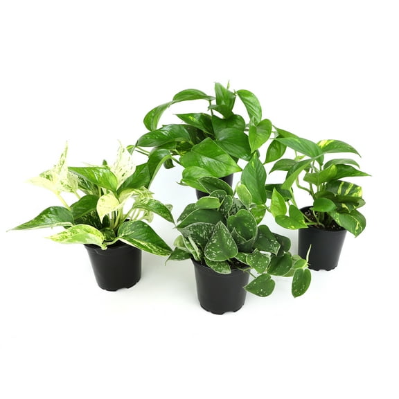Live Pothos Houseplants | 4 Easy Care Plants | 4.25in Pots; Indirect Sun | Element by Altman Plants