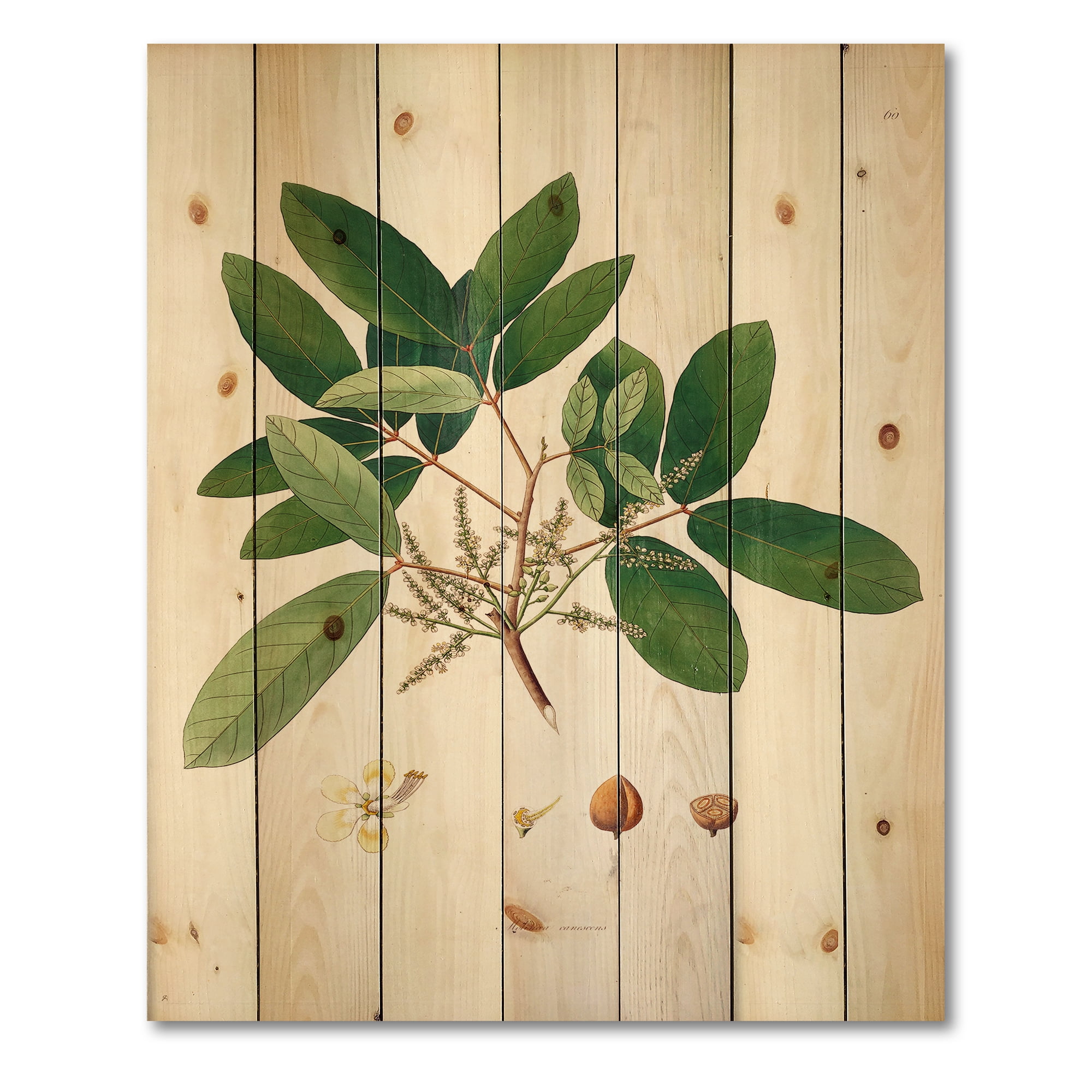 Designart 'Ancient Botanicals II' Farmhouse Print on Natural Pine Wood