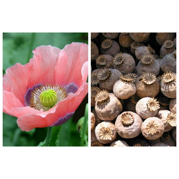 1000 Seeds POPPY " THE GIANT " Papaver Giganteum Pink & Purple Huge Pods Flower Seeds