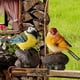 thumbnail image 3 of Figuras de pájaros de simulación, escultura de pájaros pequeños para gabinete de plantas, jardín y hogar 2 piezas kusrkot Mini estatua de pájaros, 3 of 8