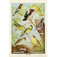 thumbnail image 2 of Babbitt, Gwendolyn 23x32 Gold Ornate Wood Framed with Double Matting Museum Art Print Titled - Bird Chart III, 2 of 4