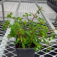 thumbnail image 6 of Fuchsia, Lottie Hobby - Pot Size: 3in (2.6x3.5in) - Shade Plants, 6 of 8
