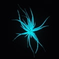 thumbnail image 3 of Glow Plant (Glow in the Dark) - (Tillandsia Abdita- Blue), 3 of 4