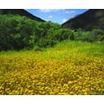 thumbnail image 2 of Talbot Frank, Christopher 14x12 White Modern Wood Framed Museum Art Print Titled - CA, San Diego, Mission Trails Park flowers, 2 of 4