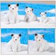 thumbnail image 4 of 12pcs Mini White Bear Statue White Bear Figurine Simulation White Bear Decoration Home Decor, 4 of 4