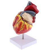 Human Heart Model Anatomy Science Biology Medical Learning Toy Lab Auxiliary Tool Eco-friendly PVC Material