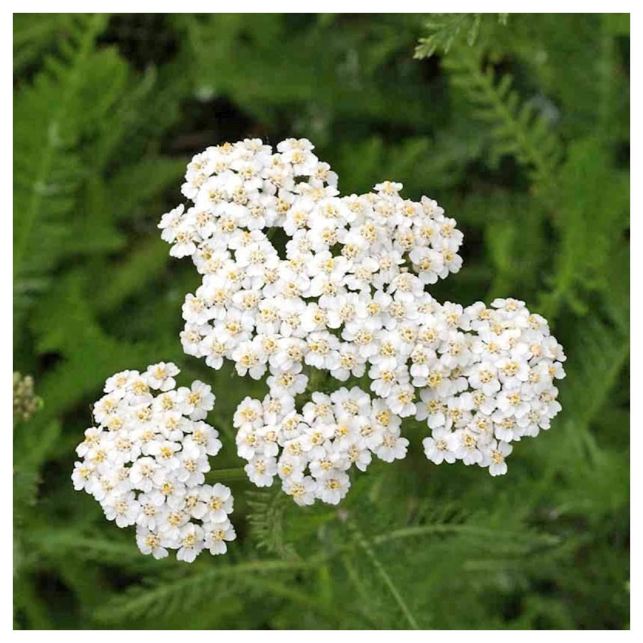Everwilde Farms 1 lb Western Yarrow Native Wildflower Seeds Gold