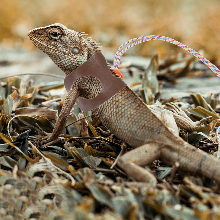Gecko on a leash online