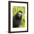 thumbnail image 1 of Monkey Selfie Framed Print Wall Art by David Slater Sold by Art.Com, 1 of 5