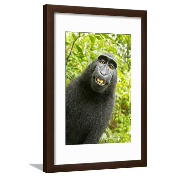 Monkey Selfie Framed Print Wall Art by David Slater Sold by Art.Com