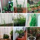 thumbnail image 4 of Muyoka Jaulas de tomate, paquete de 4 jaulas de soporte para plantas de jardín, soporte resistente para plantas de tomate de jardín, estacas de metal recubiertas de plástico verde, plantas trepadoras Muyoka Hogar, 4 of 7