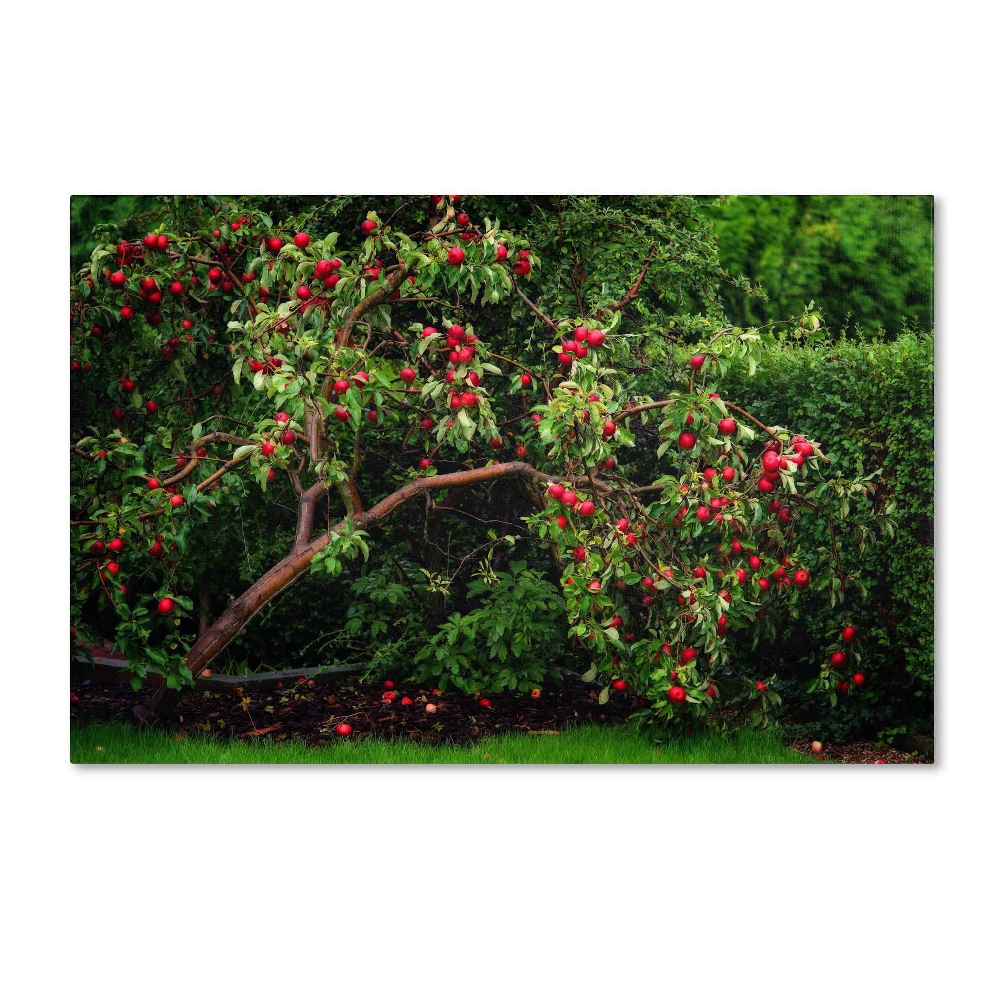 Trademark Fine Art "The Apple Tree" Canvas Art by Philippe Sainte-Laudy