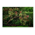 thumbnail image 2 of Trademark Fine Art "The Apple Tree" Canvas Art by Philippe Sainte-Laudy, 2 of 4
