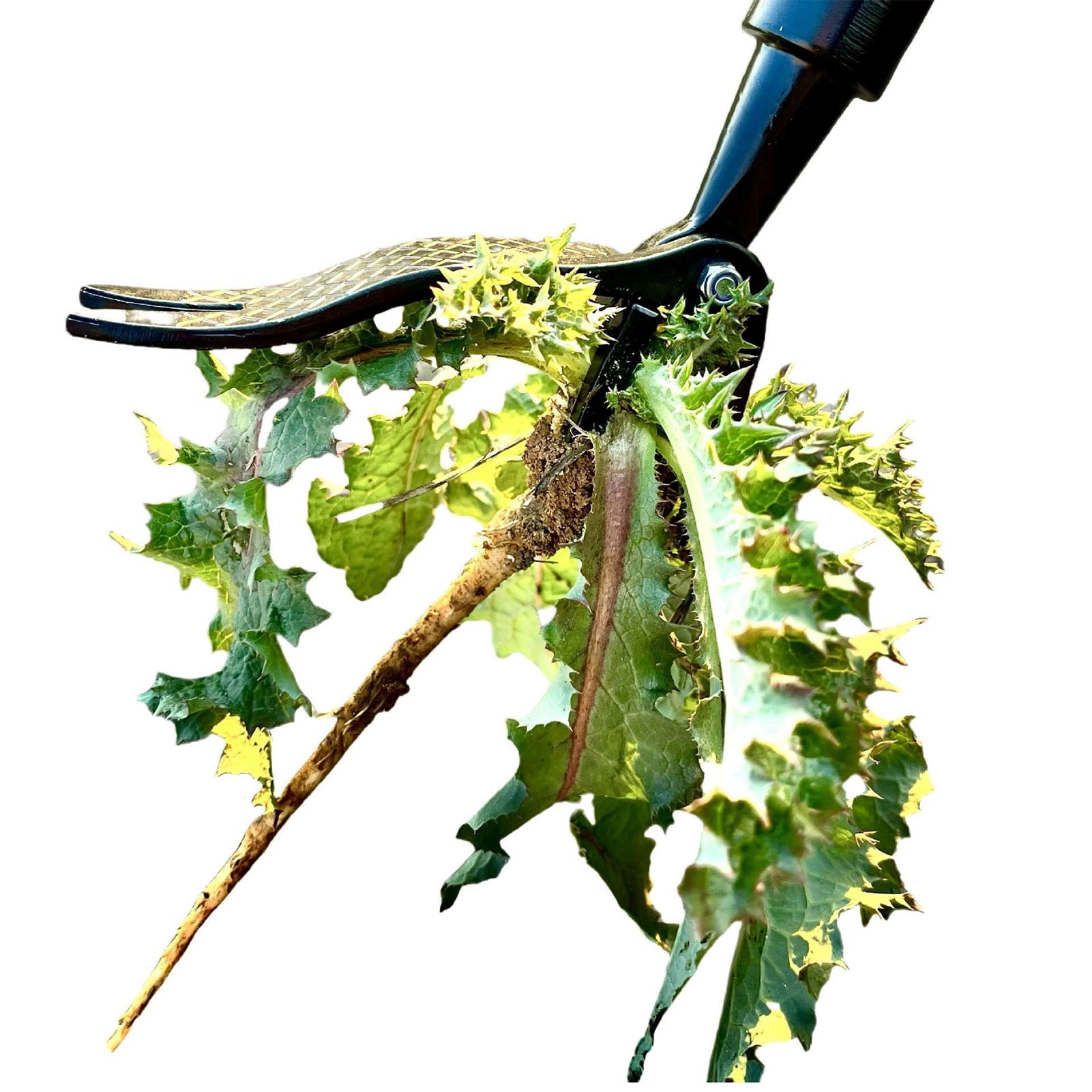 M Buder Stand Up Weed Puller 44 Inch / 111.7 cm Adjustable Handle, 4 Claw Stainless Steel Hand Weeding Tool for Garden Lawn Yard, Remove Weeds Without Bending Pulling or Kneeling