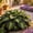 B, variant on Chill Tolerant Perennial Hosta Mix – Colorful Variegated Leaves – Effortless Shade Garden Accent – Great for Plant Hangers