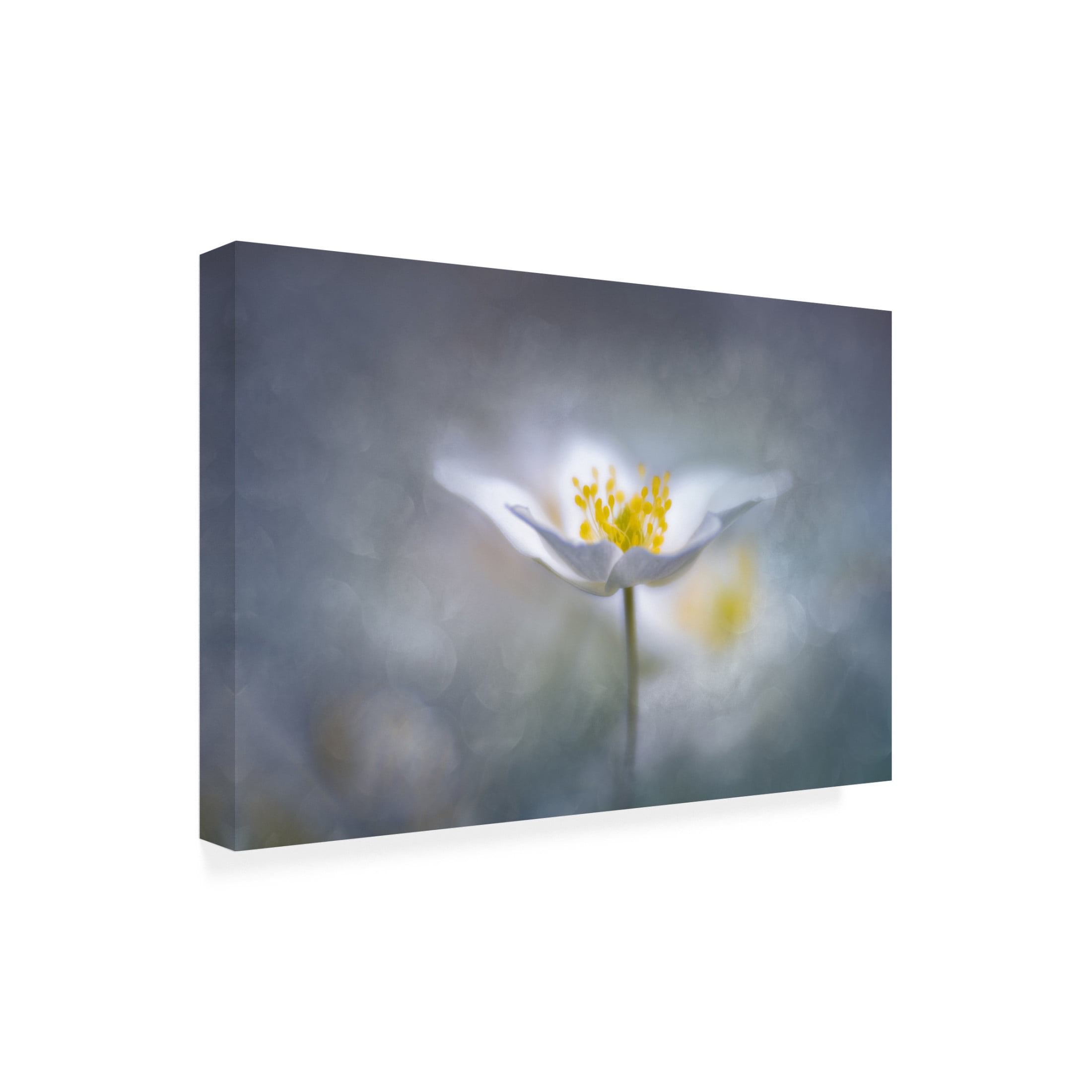 Trademark Fine Art Ludwig Riml Dreamy Canvas Wall Art