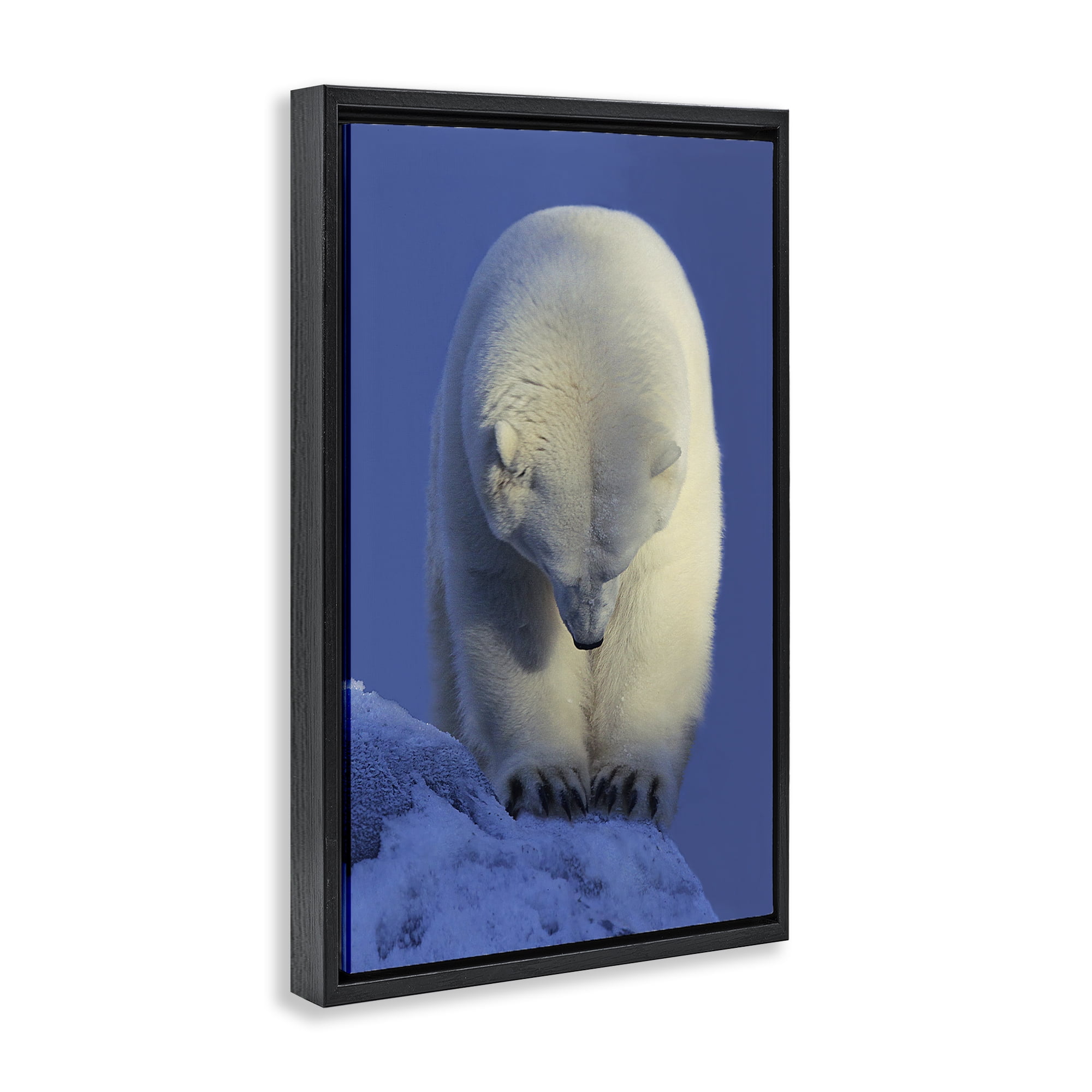 Stupell Industries Contemplation Polar Bear Animals Photography Black Floater Framed Canvas Art Print Wall Art, 21 x 31