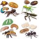thumbnail image 1 of Simulación Ciclo de crecimiento de insectos Modelo 4 Juegos - Cuernos + Hormigas + Abejas + Mantis religiosa Zhivalor WRLF-332, 1 of 7