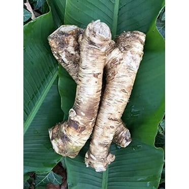 2 Lb. Horseradish Root. Great for Planting! Enjoy All Its Health Benefits! Sold By Weight, so You May Receive One Large Root, or Several Small Ones, Depending on Harvest. NON GMO, Gluten Free