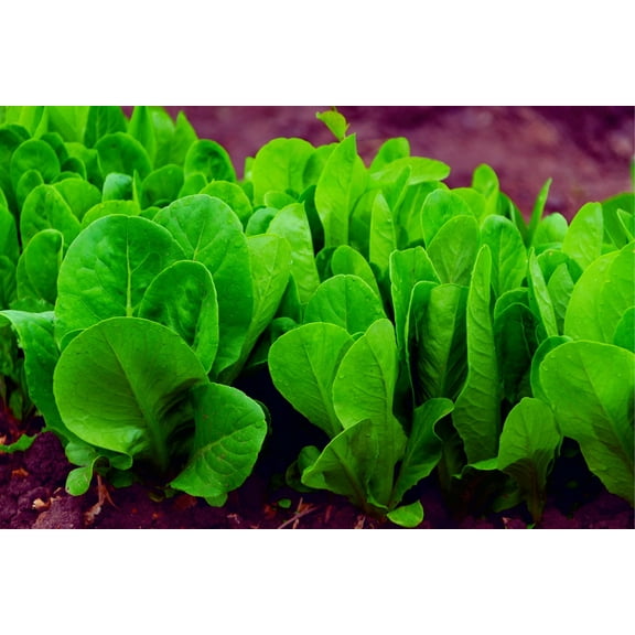 200  Spinach Seeds for Planting- Space Hybrid Spinach
