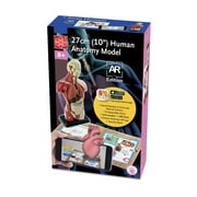 Edu-Toys 10" Human Anatomy A.R. Version
