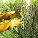 thumbnail image 4 of Guantes largos de jardinería piel de oveja piel de vaca resistente al desgaste apicultura soldadura eléctrica cuchillo de arco de argón y resistente al corte XL, 4 of 5