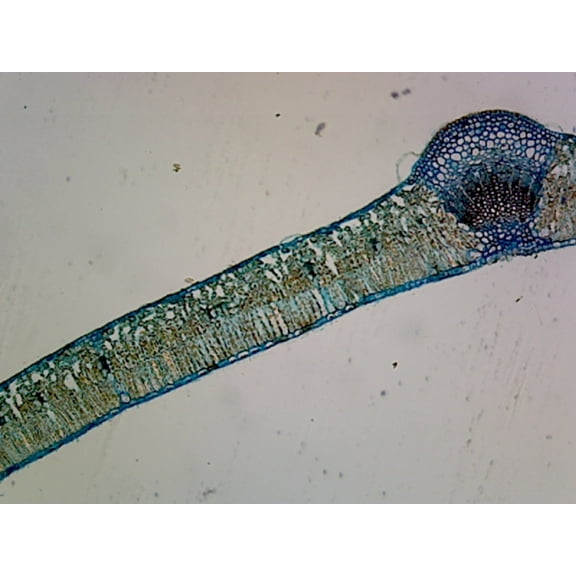 Syringa Vulgaris Leaf; Cross Section by Go Science Crazy