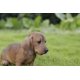 thumbnail image 2 of Figura Hi-Line Gift Ltd., perro salchicha marrón sentado, 2 of 7