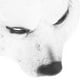thumbnail image 5 of Disfraz Party Prop Animal PU Mask Exquisite Masquerade Prop Animal Mask, 5 of 5