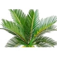 thumbnail image 2 of Sago Palm Wall Decal by Wallmonkeys Peel and Stick Graphic (48 in W x 32 in H) WM143971, 2 of 4