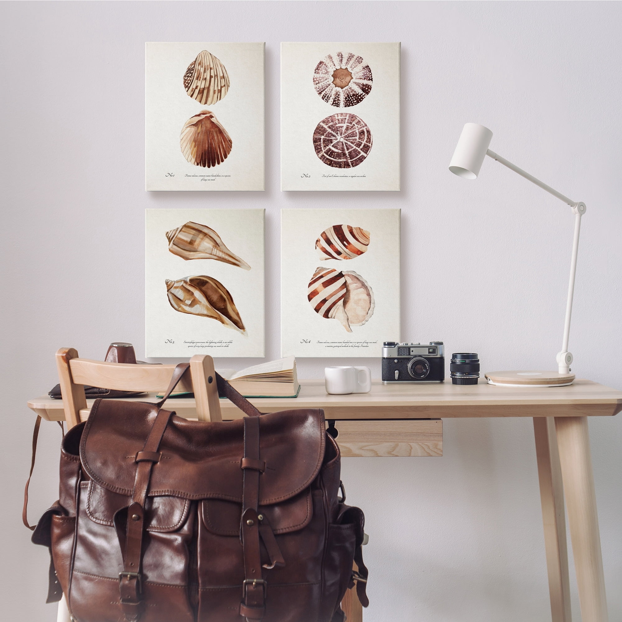Stupell Industries Elegant Beach Seashells Exquisite Marine Life ,16 x 20, Design by Annie Warren
